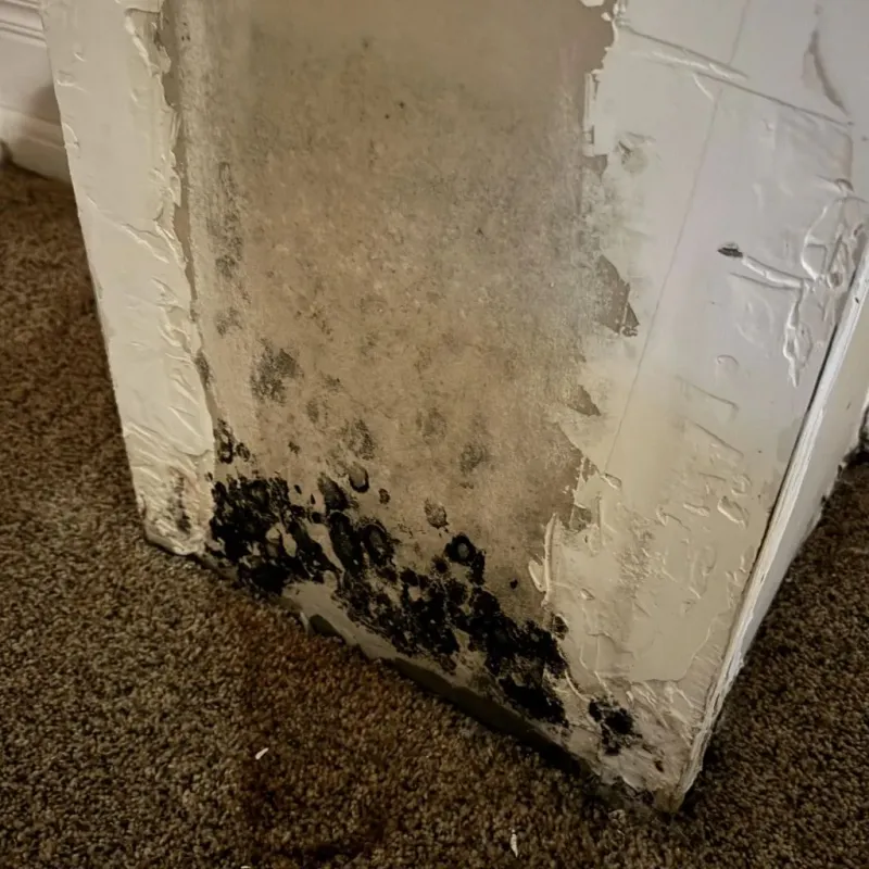Professional Mold Removal in Ridgely, TN